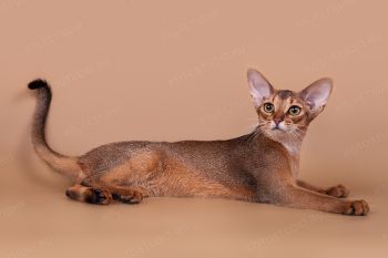 Абиссинская кошка из питомника Bene Vobis. 