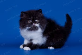 Персидский котенок из г. Ульяновск. 
