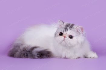 Персидский котенок из питомника La Murr, г. Ульяновск. 