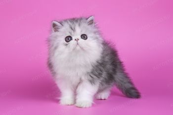 La Murr Misty Dawn, персидский котенок из г. Ульяновск. 