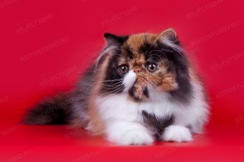 Шанель №1, персидский котенок девочка из г. Пермь