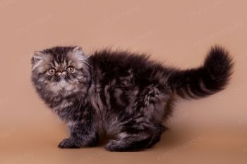Purr Nebula Lion King, персидский котенок из г. Ульяновск. 