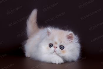 La Murr Irish Cream, персидский котенок из г. Ульяновск. 