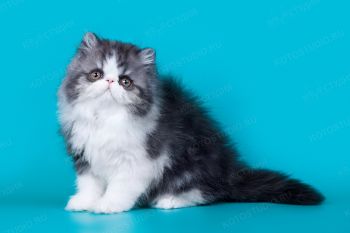 Felix Gold Boy, персидский котенок, заводчик Элла Ангелова, г. Саратов