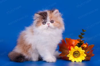 Персидский котенок. 
