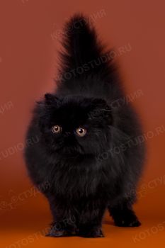 Персидский котенок. 