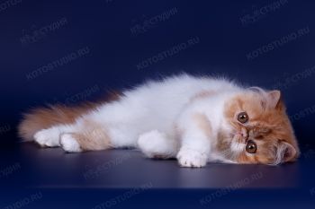 Персидский котенок из питомника La Murr, г. Ульяновск
