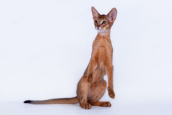 Абиссинский котенок из питомника Heart of Desert. 