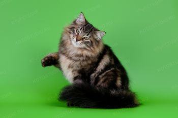 Сибирский котенок из питомника Gladness Ray. 