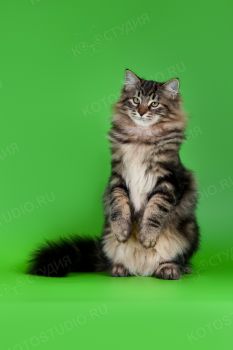 Сибирский котенок из питомника Gladness Ray. 