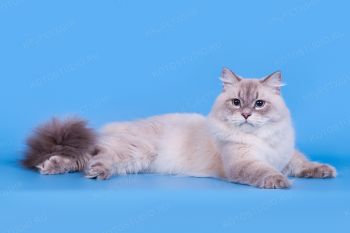 Кошка породы Невская маскарадная. 