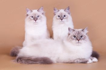 Невские маскарадные кошки из питомника LucianAurora. 