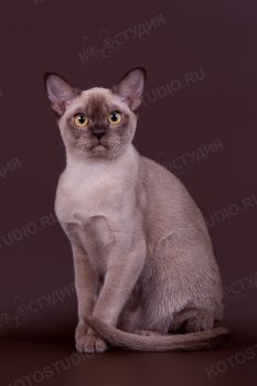 Kamilla Sovereign Virtue. <p>Бурманская кошка</p>