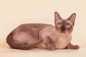 Кошка Бурманской породы. 