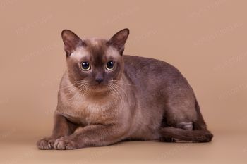 Кошка Бурманской породы