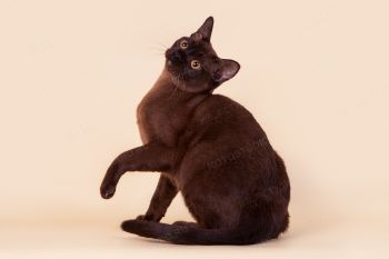 Кошка Бурманской породы