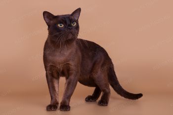 Кошка Бурманской породы. 