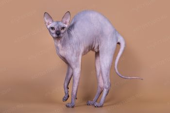 Кошка породы Донской сфинкс. 