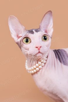 Кошка породы Донской сфинкс