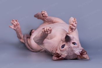 Кошка породы Донской сфинкс. 