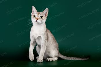 Сингапурская кошка RozenTal Jolly. <p>Заводчик - Сиренко Андрей, г. Саратов.</p>