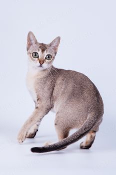 Кошка Сингапурской породы. 