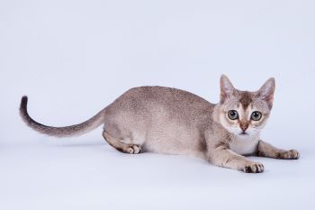Кошка Сингапурской породы. 
