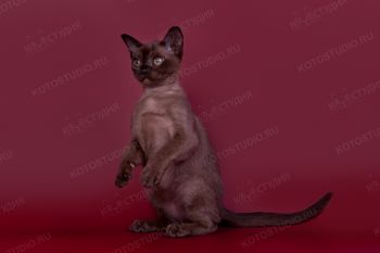 Kiara NALA ALTANA. <p>Бурманский котенок девочка</p>