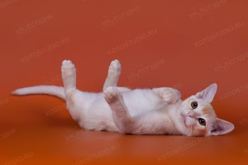 Бурманский котенок красного окраса из питомника Silk Way. 
