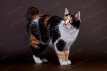 EST Chrisantema Karmino Cat. <p>Кошка породы Курильский бобтейл</p>