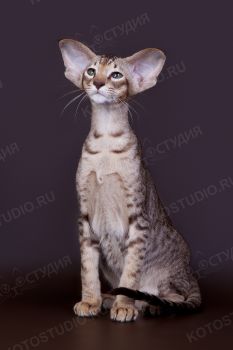 Ориентальный котенок из питомника Jubatus. <p>Заводчица Медведева Ксения, г. Чебоксары</p>