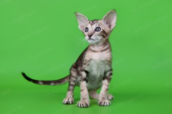 Ориентальный котенок из питомника AKIRA-NEKO. 