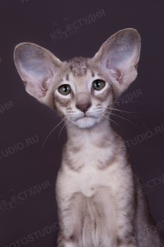 Ориентальный котенок из питомника Jubatus. <p>Заводчица Медведева Ксения, г. Чебоксары</p>