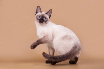 Энигма Сокровище Азии. Тайская кошка.