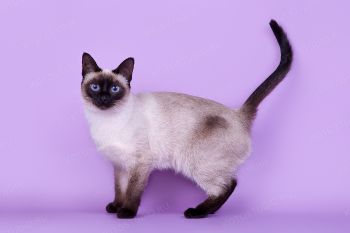 Dolores Magic Cat. <p>Тайская кошка</p>