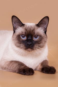 Ластик Сокровище Азии. Тайский кот окраса сил-пойнт.