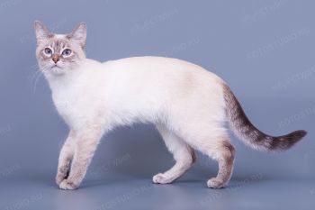 Тайская кошка. 