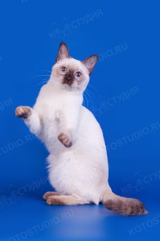 Экайя Сокровище Азии. Тайская кошка окраса сил-пойнт.