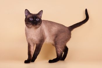 Вильгельм Мэджик Кэт, тайский кот окраса сил-пойнт. 