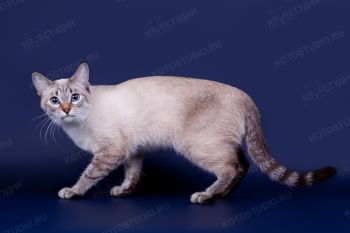 Tutsy Elegant Step. <p>Кошка тайской породы</p>