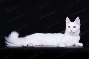 Кошка породы Турецкая Ангора. 