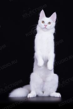 Кошка породы Турецкая Ангора. 