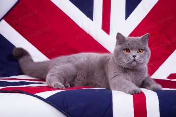 Британская кошка. 