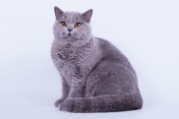 Send Irsei Boss, британский кот голубого окраса. Питомник Soft Lines.