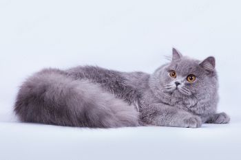 Adriana Pearl of Soft Lines. Британская длинношерстная кошка голубого окраса. Питомник Cherry Mystery.