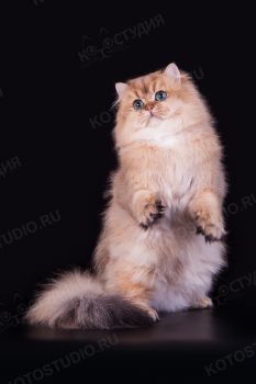 Keanu Sun&Snow. Британский длинношерстный кот, владелец Волкова Ирина.