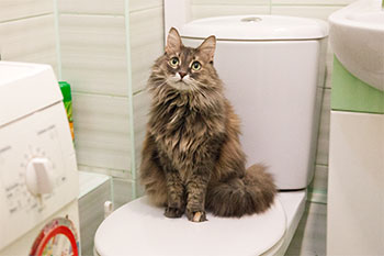 Как приучить котенка к лотку и туалету