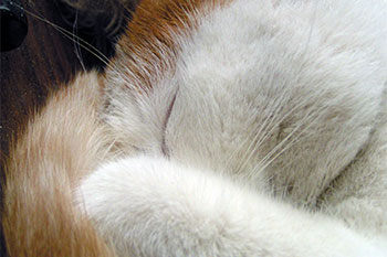 Стригущий лишай у кошек (микроспория). Опасности, диагностика и лечение