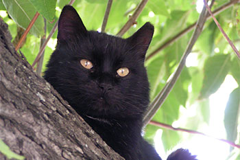 Как назвать черного кота?
