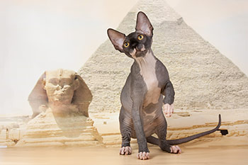 Египетские имена для кошек